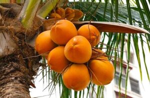 King coconut, or Thambili, is a variety of coconut native to Sri Lanka known for its orange-to-red husk and sweet, refreshing water. It is culturally significant in Sri Lanka and is valued for its taste, as well as its use in Ayurvedic medicine and nutritional benefits, like its electrolyte content.
