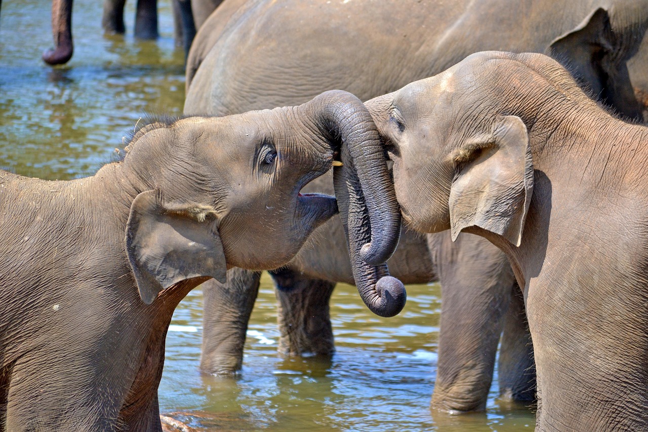 young elephants, baby elephants, orphan elephants, elephant orphanage, sri lanka, pinnawala, ceylon, sri lanka, sri lanka, sri lanka, sri lanka, sri lanka, pinnawala