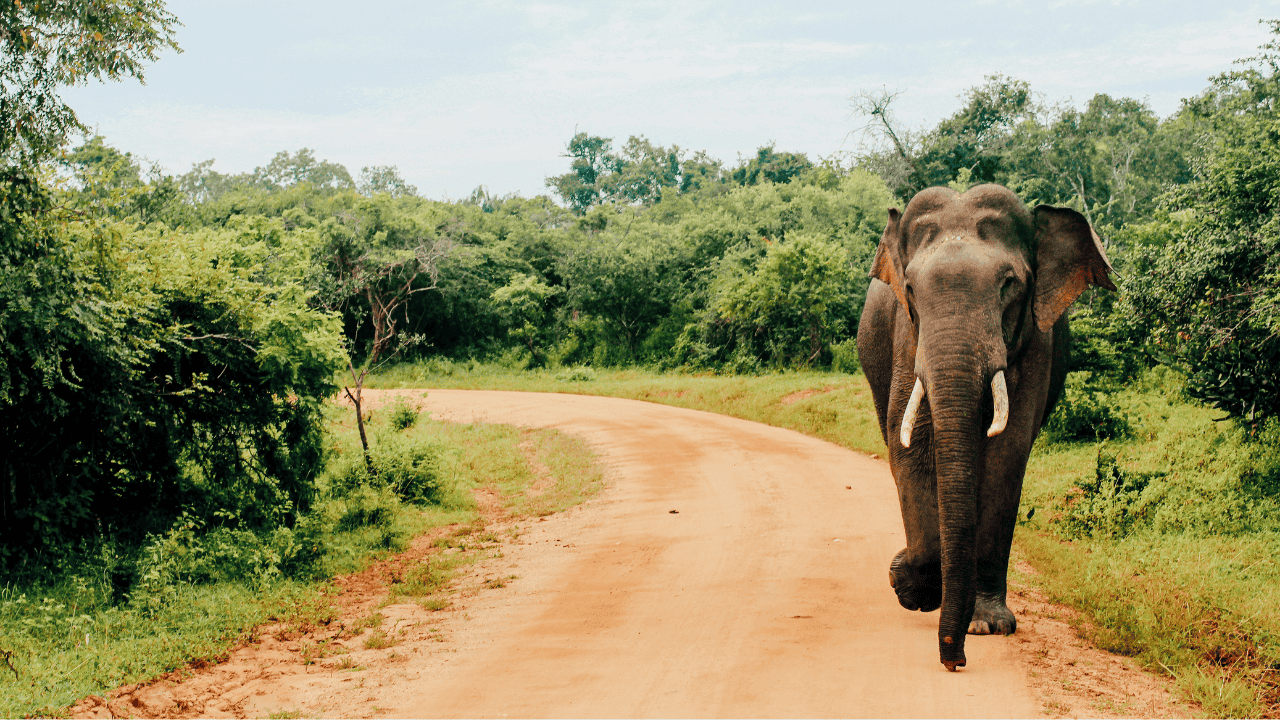 Untitled design (15)